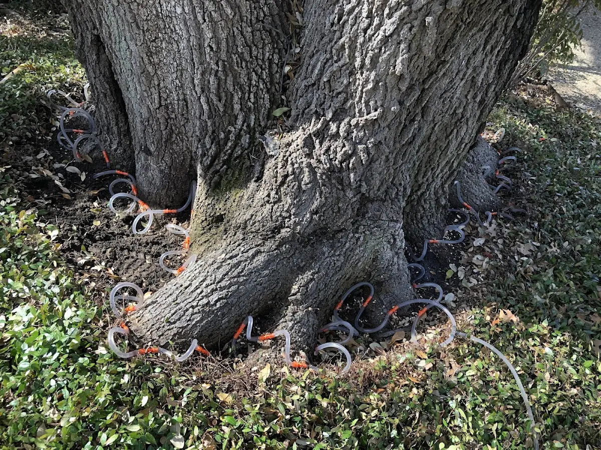 Detailed Tree Cabling and Bracing job site in Olmstedville