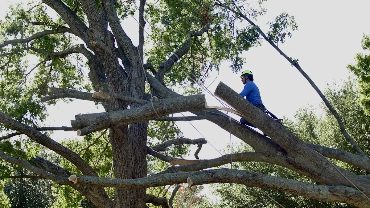 Professional Crown Thinning performed by certified arborists in Olmstedville