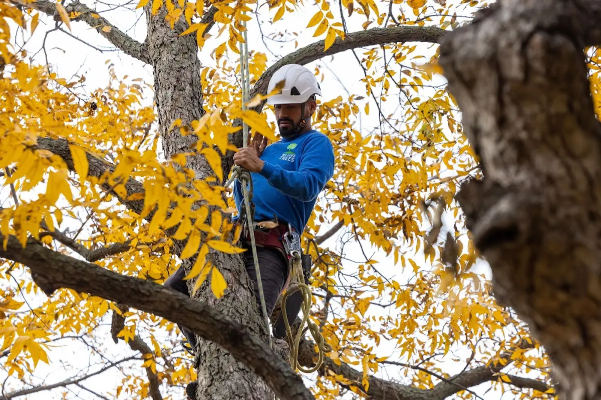 Skilled Tree Pruning crew working in Olmstedville