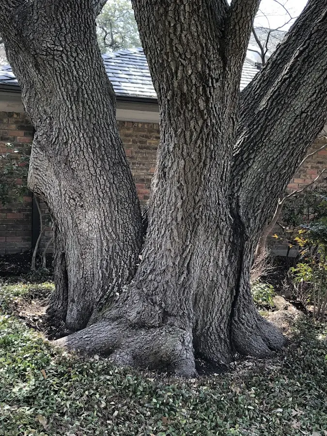 Mature heritage tree close to a Olmstedville property cared for by certified arborists